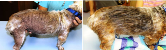 Hypothyroid Dogs | Veterinarian in MONTGOMERY, AL | Animal Hospital of  Montgomery