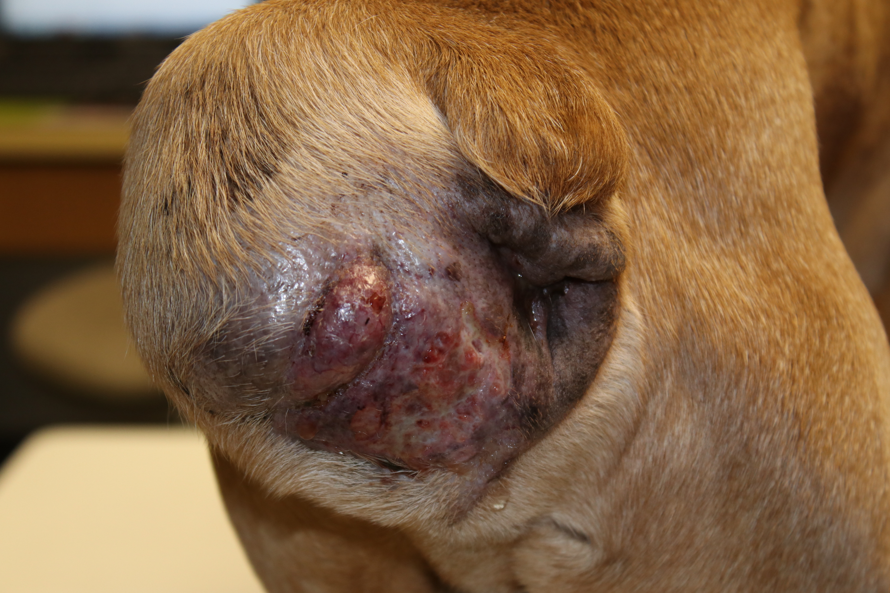 Skin and Ear Disease Diagnosis and Treatments Veterinarian in